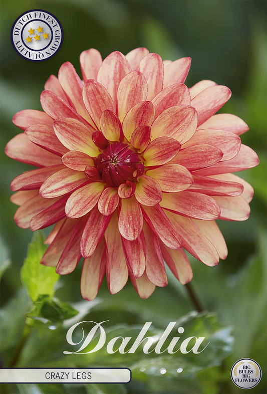 Dahlia Crazy Legs