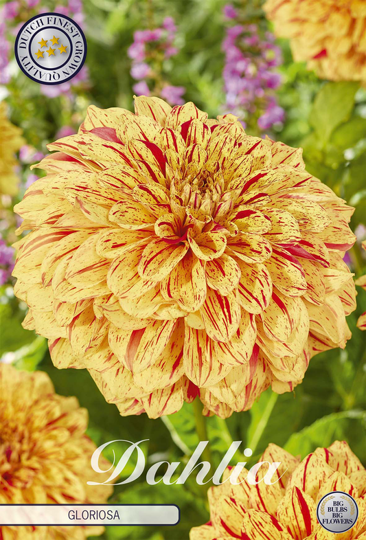Dahlia Gloriosa