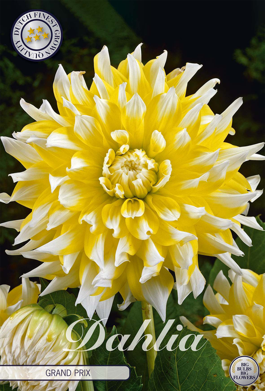 Dahlia Grand Prix