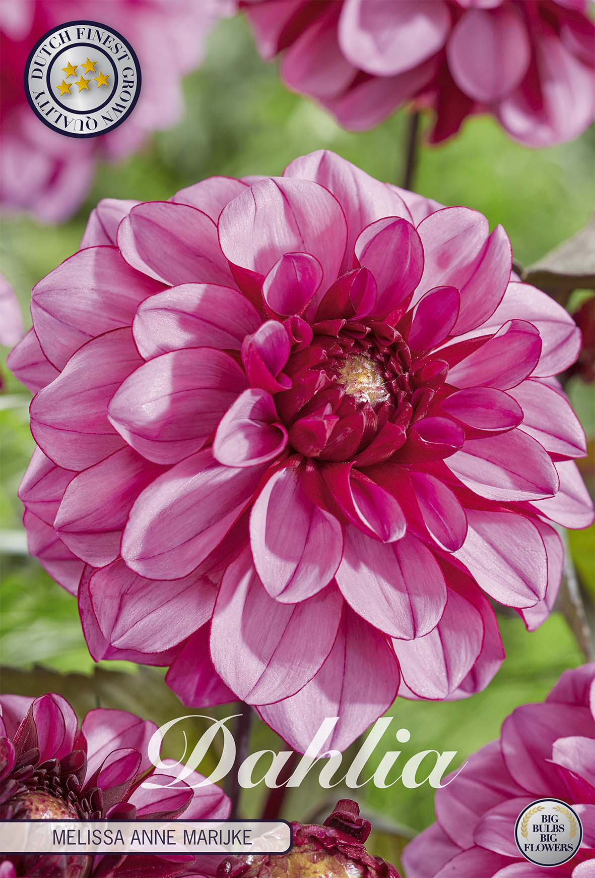 Dahlia Melissa Anne Marijke