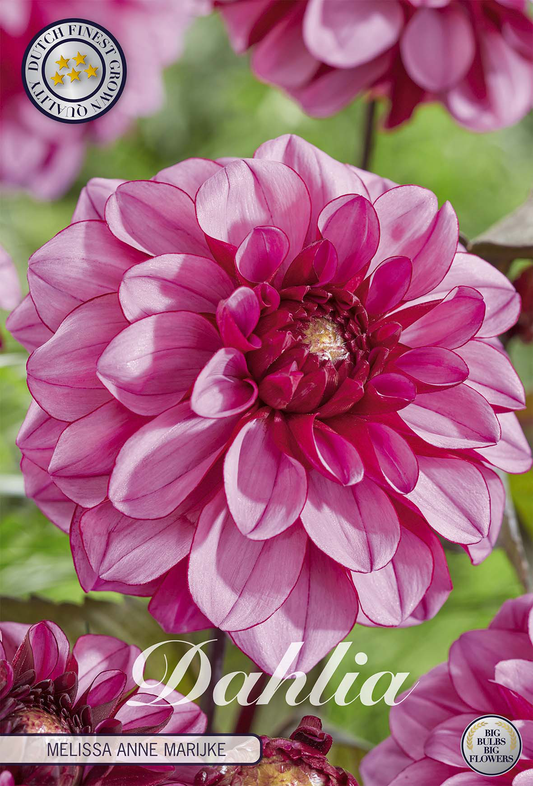 Dahlia Melissa Anne Marijke