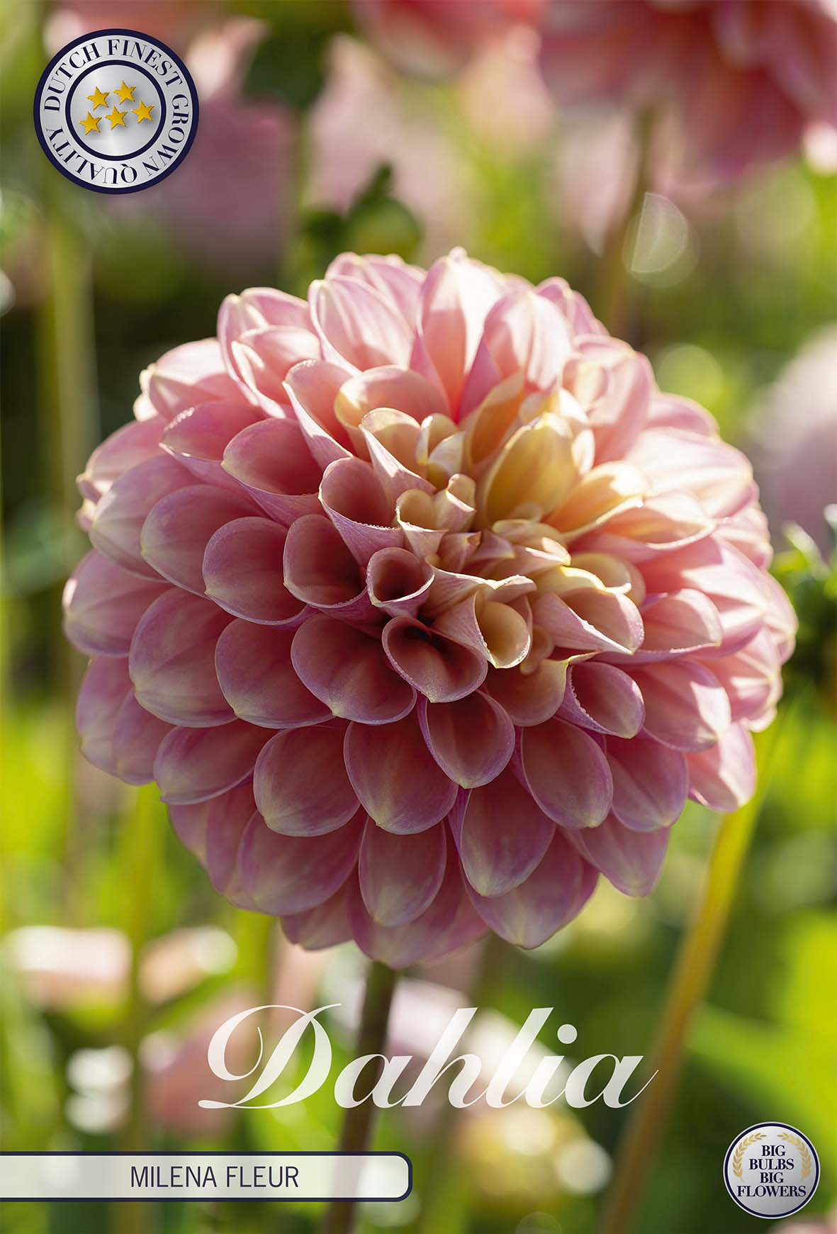 Dahlia Milena Fleur