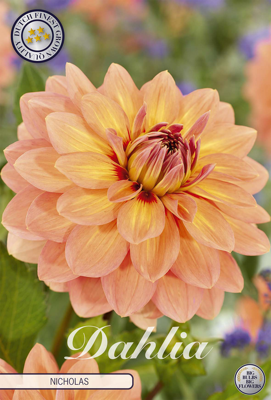 Dahlia Nicholas