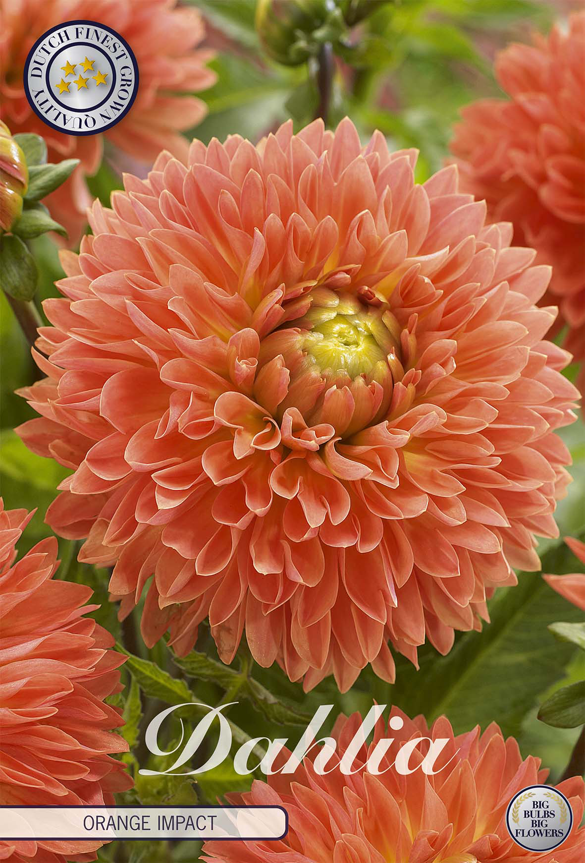 Dahlia Orange Impact