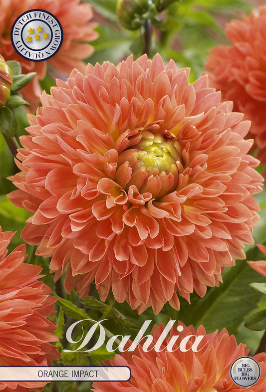 Dahlia Orange Impact