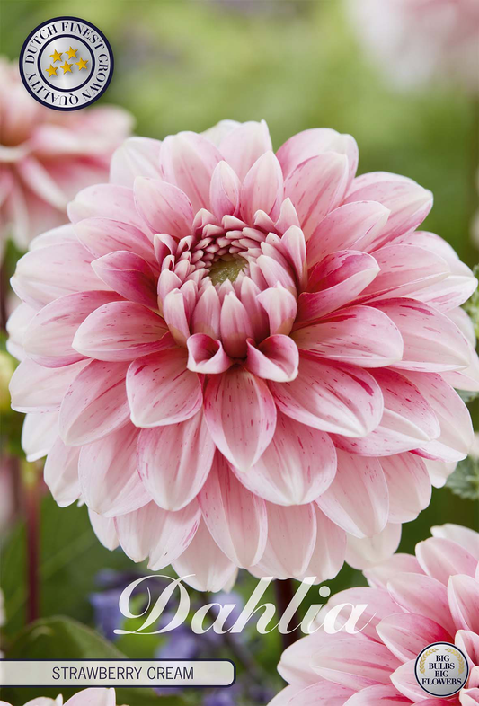 Dahlia Strawberry Cream