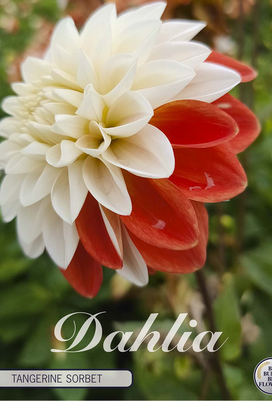 Dahlia Tangerine Sorbet