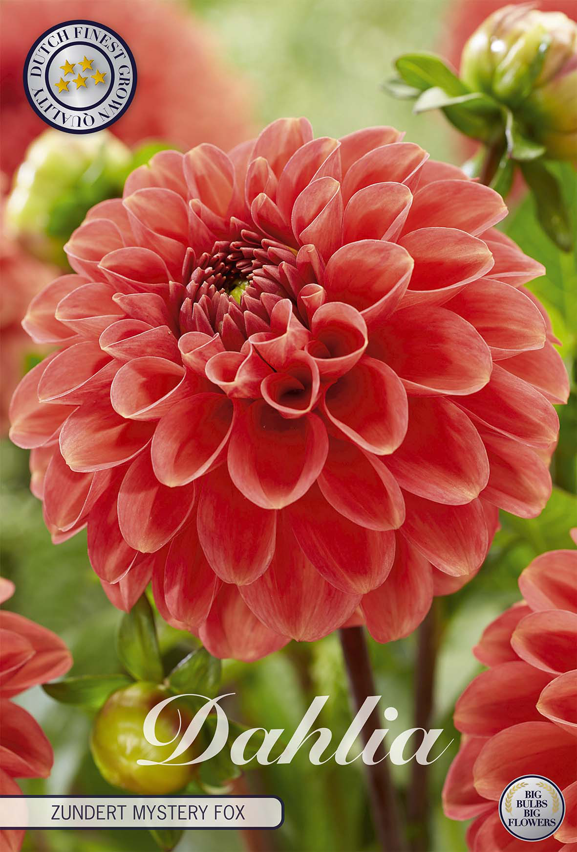 Dahlia Zundert Mystery Fox