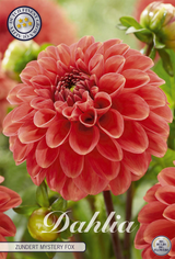 Dahlia Zundert Mystery Fox