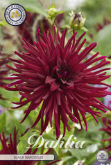 Dahlia Black Narcissus