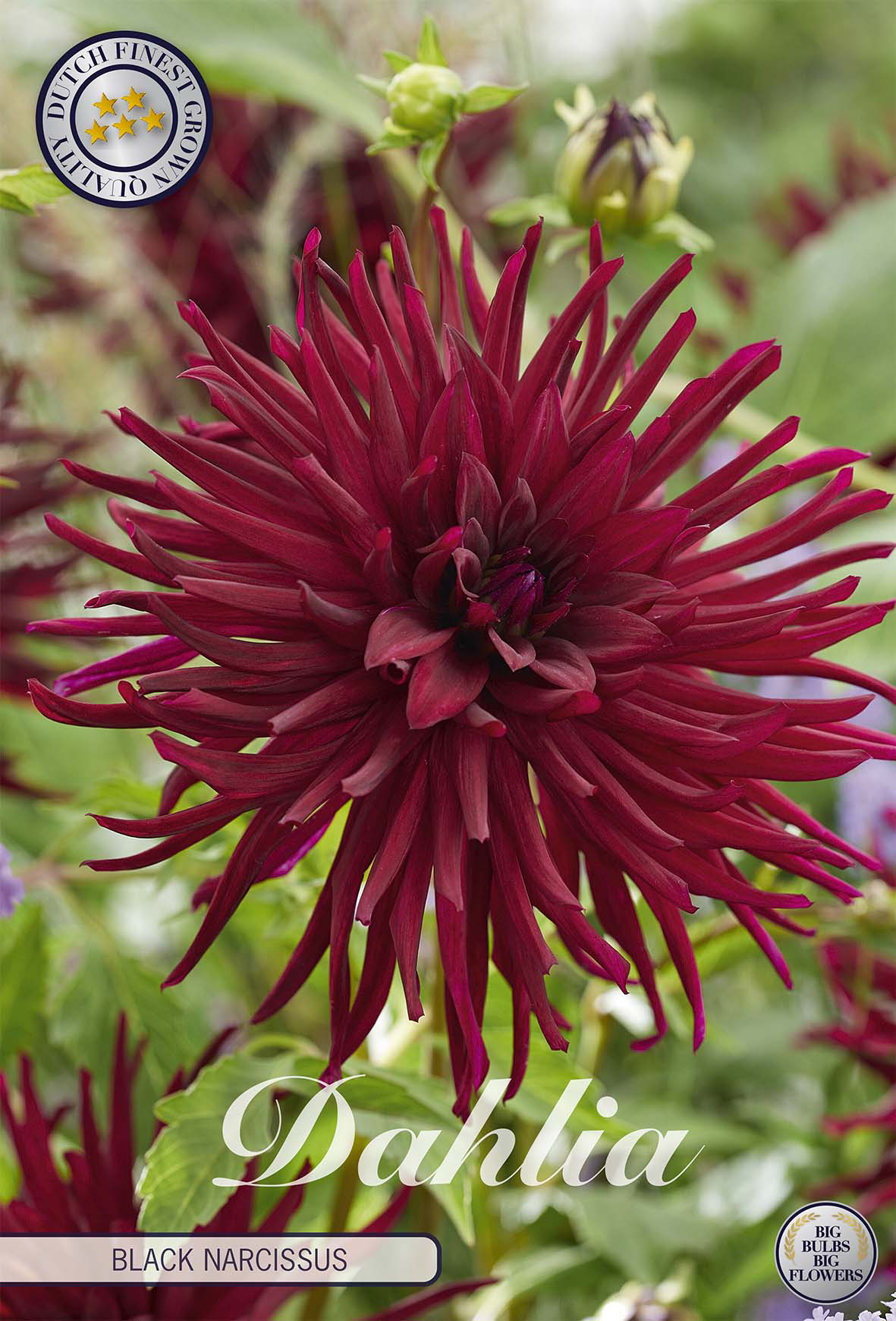 Dahlia Black Narcissus