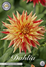 Dahlia Striped Vulcan
