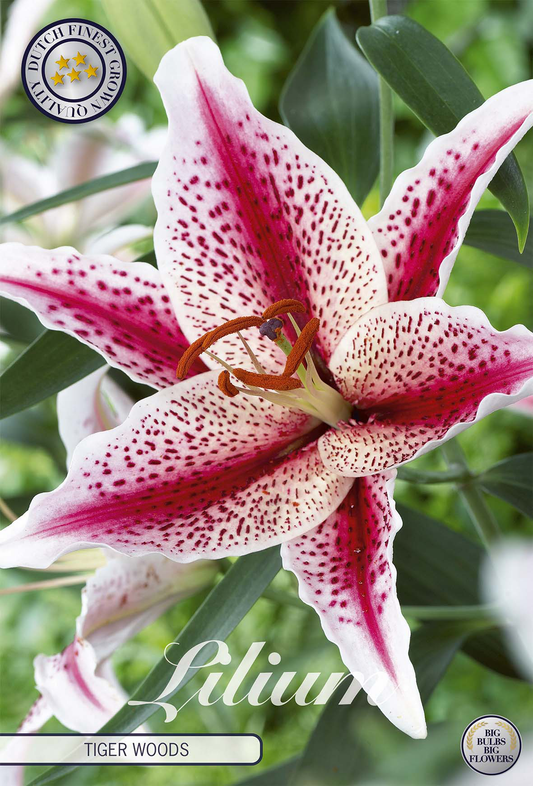Lilium Tigerwoods