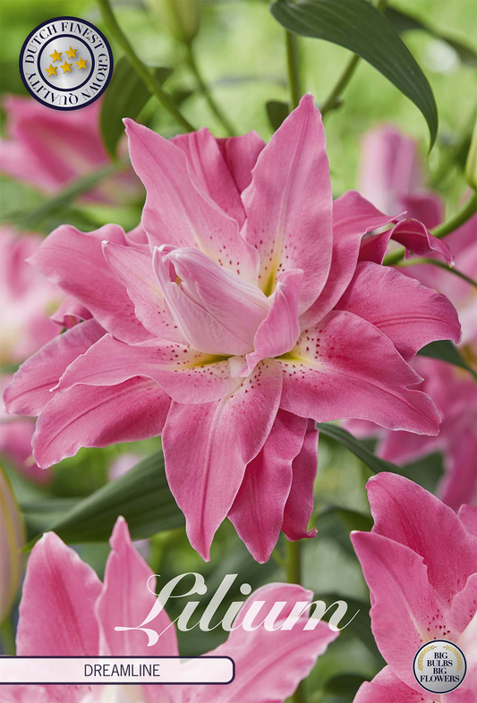 Lilium Dreamline