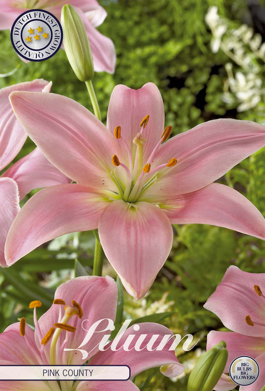 Lilium Pink County