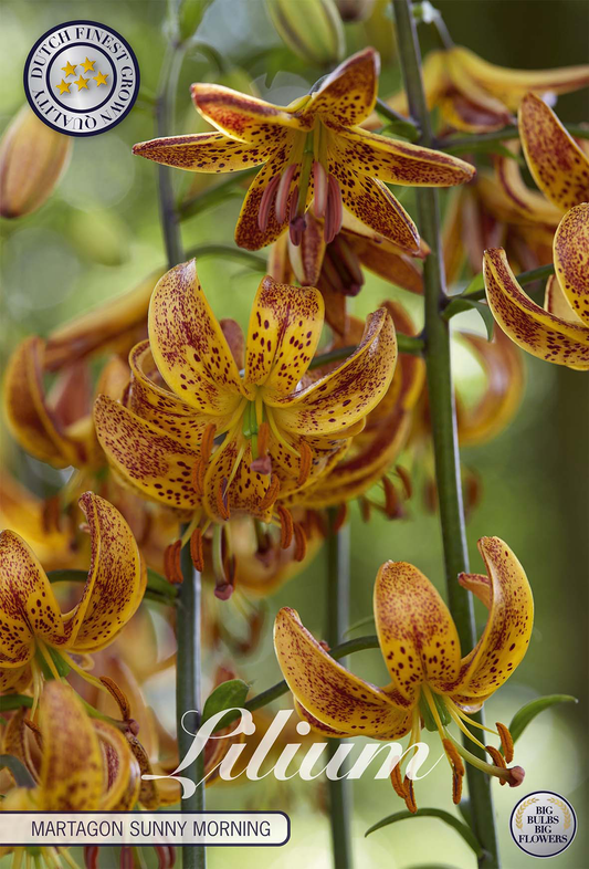 Lilium Martagon Sunny Morning