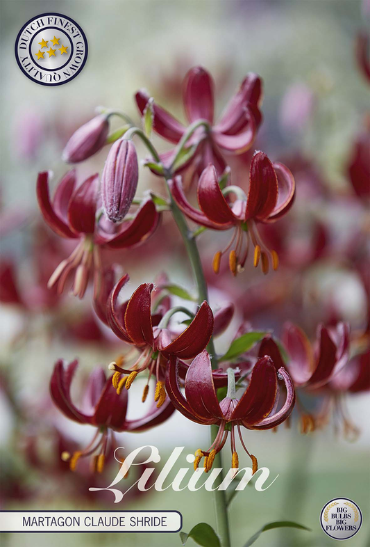 Lilium Martagon Claude Shride