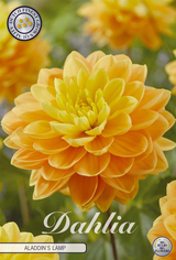 Dahlia Aladdins Bol
