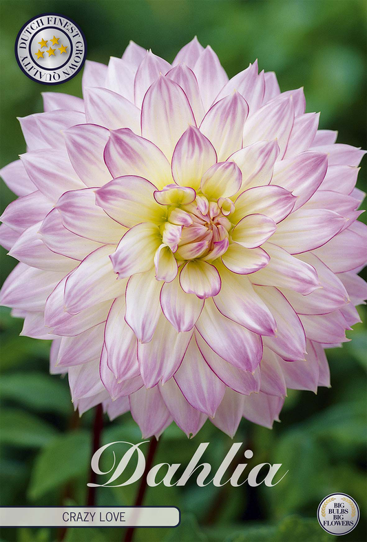 Dahlia Crazy Love
