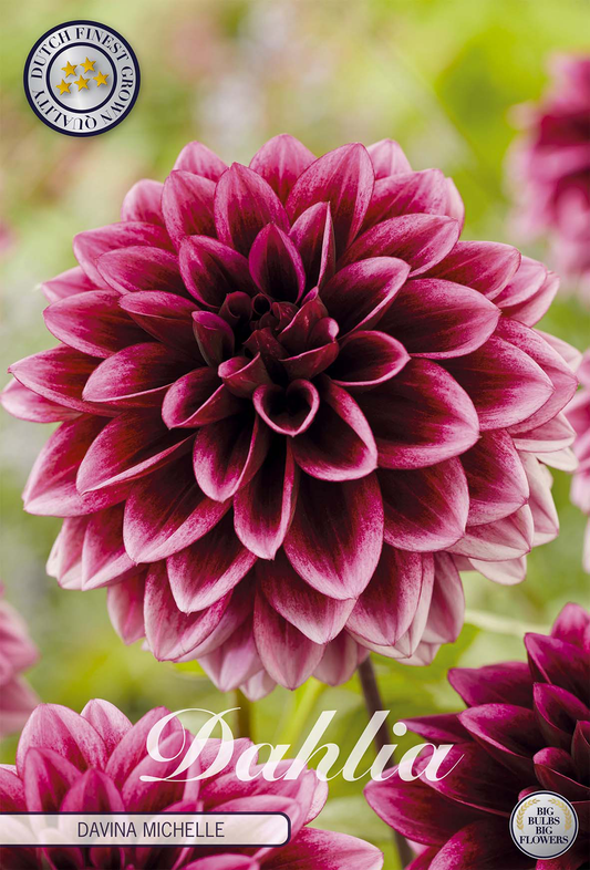 Dahlia Davina Michelle