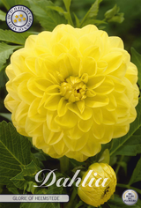 Dahlia Glorie Of Heemstede