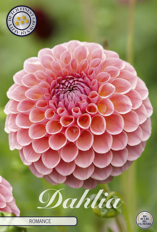 Dahlia Romance