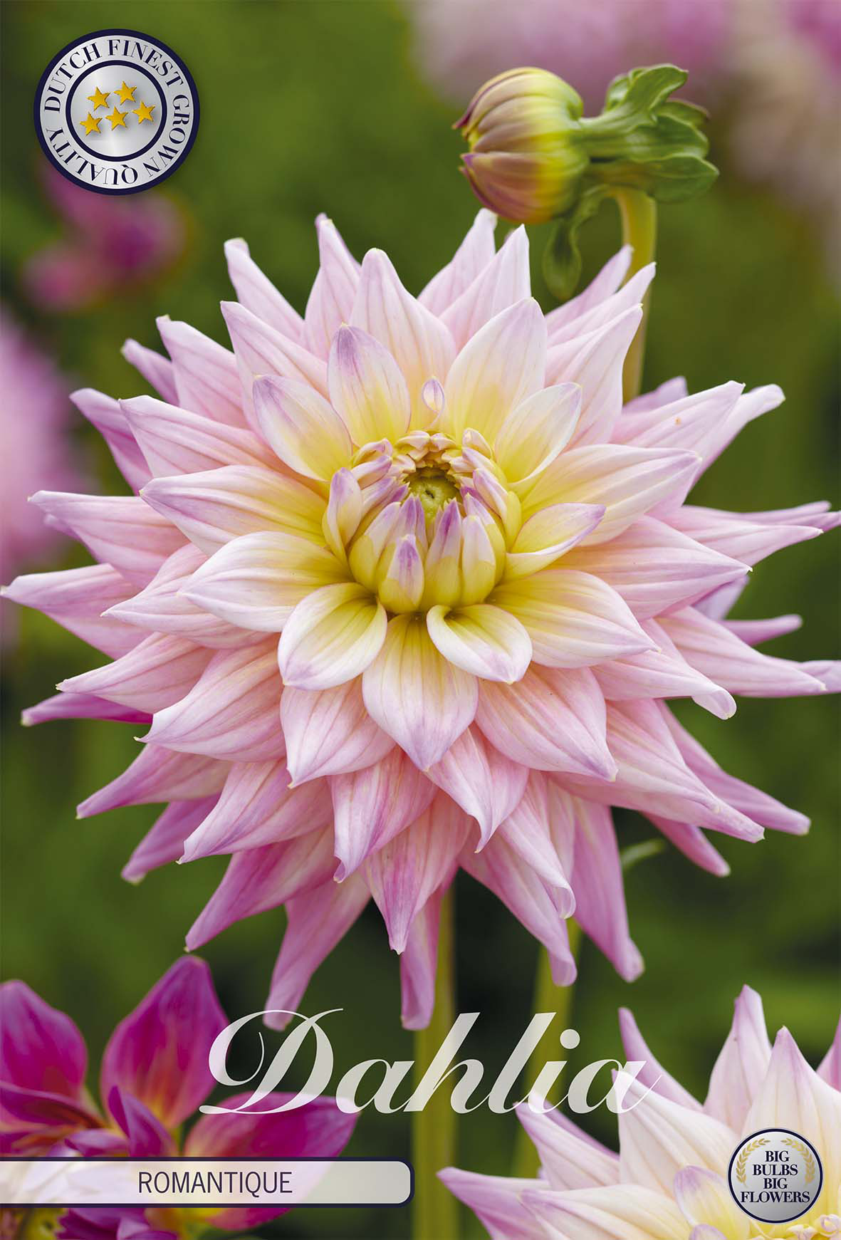 Dahlia Romantique