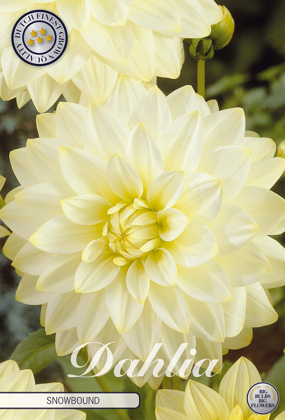 Dahlia Snowbound