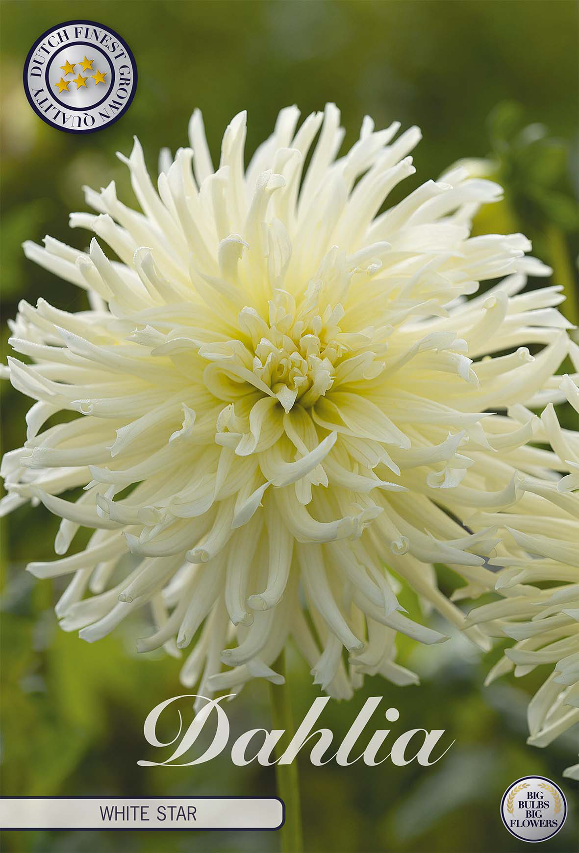 Dahlia White Star