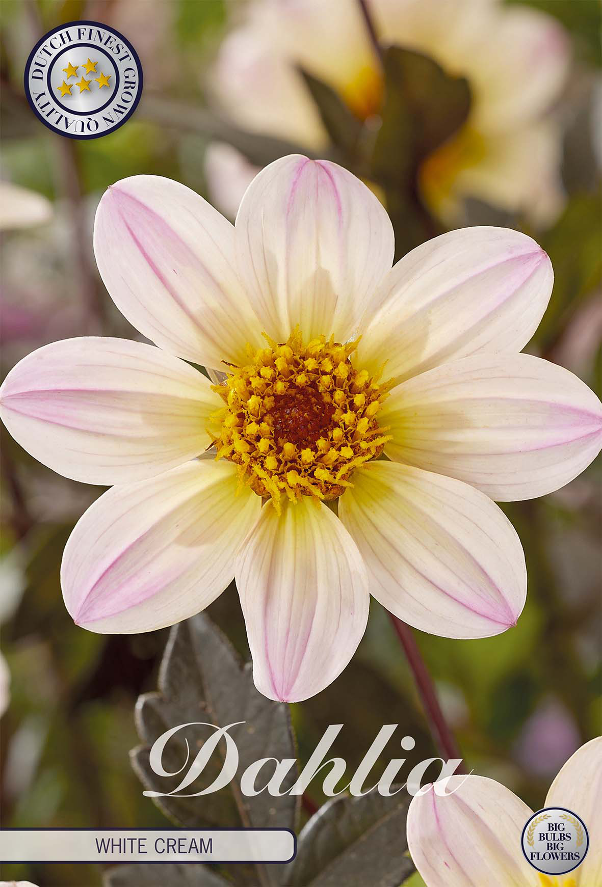 Dahlia White Cream