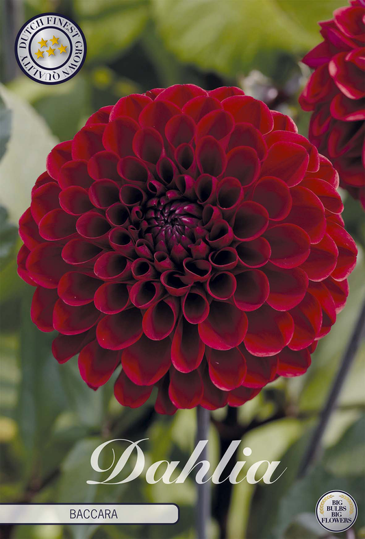 Dahlia Baccara