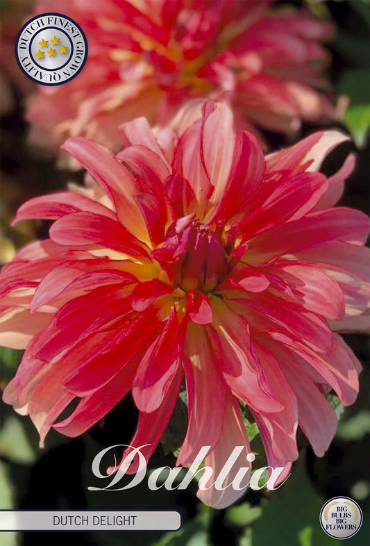 Dahlia Dutch Delight