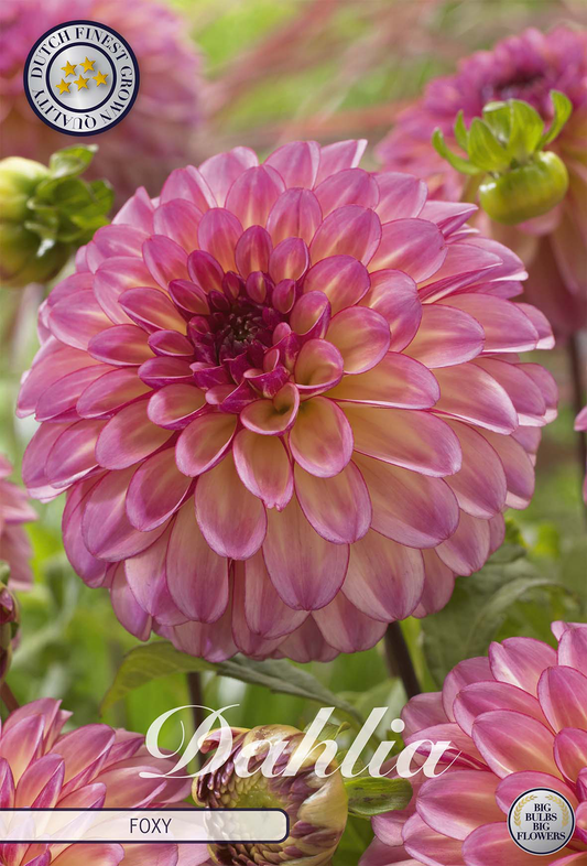 Dahlia Foxy