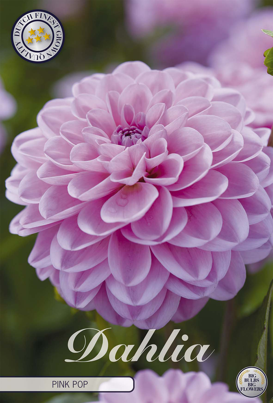 Dahlia Pink Pop