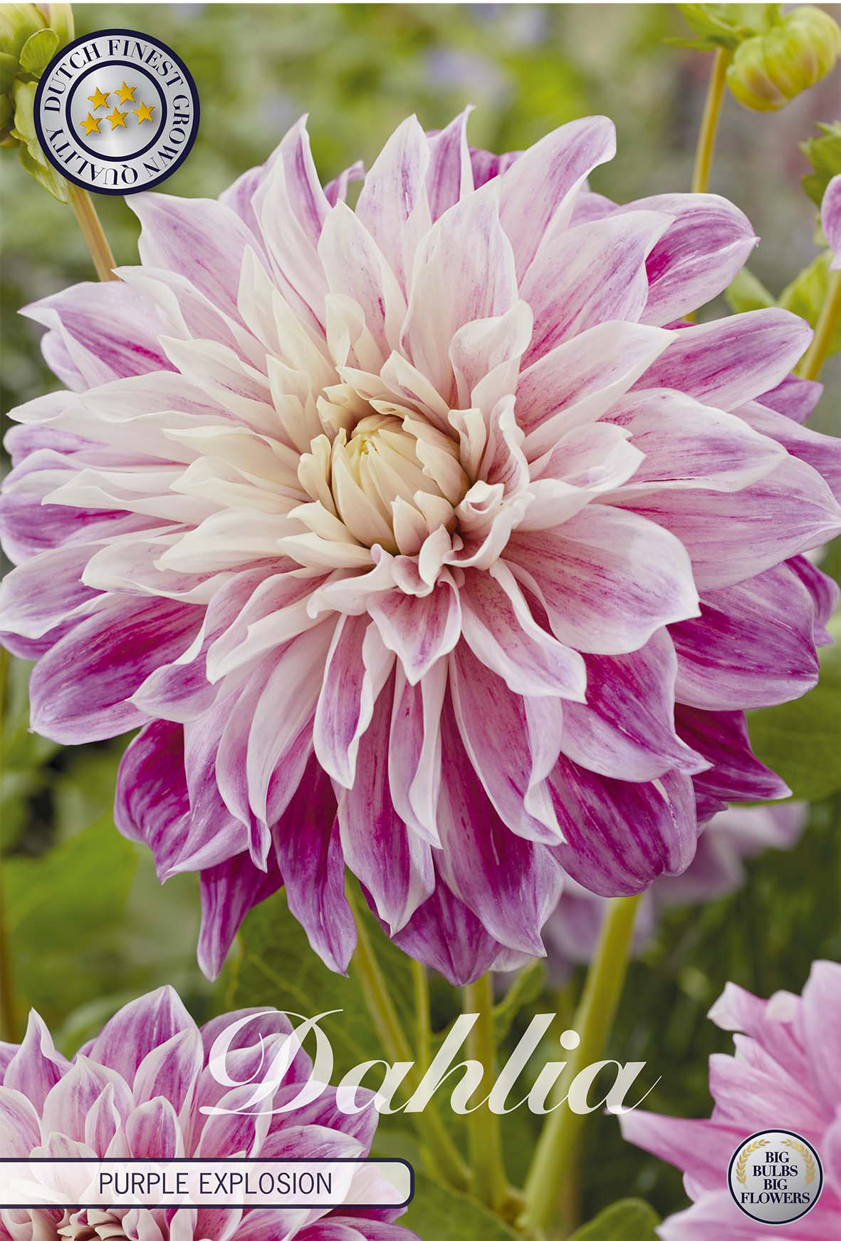 Dahlia Purple Explosion