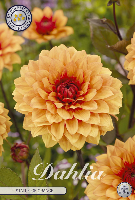 Dahlia Statue Of Orange
