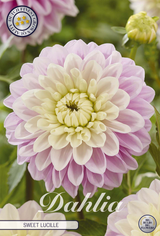 Dahlia Sweet Lucille