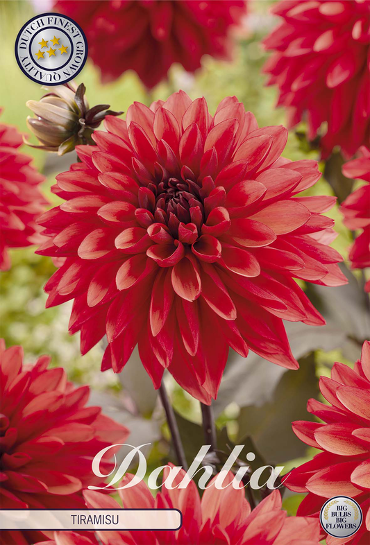 Dahlia Tiramisu