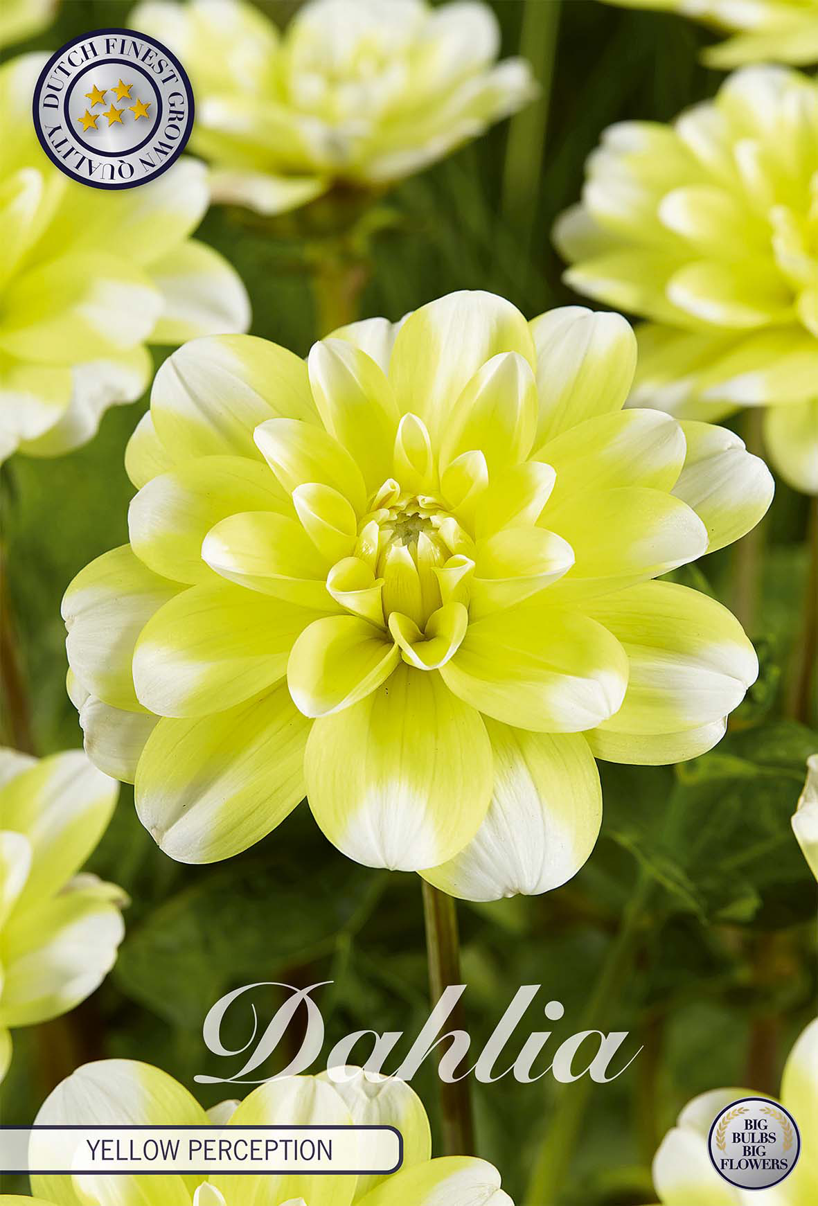 Dahlia Yellow Perception
