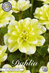 Dahlia Yellow Perception