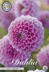 Dahlia Sweet Fabienne