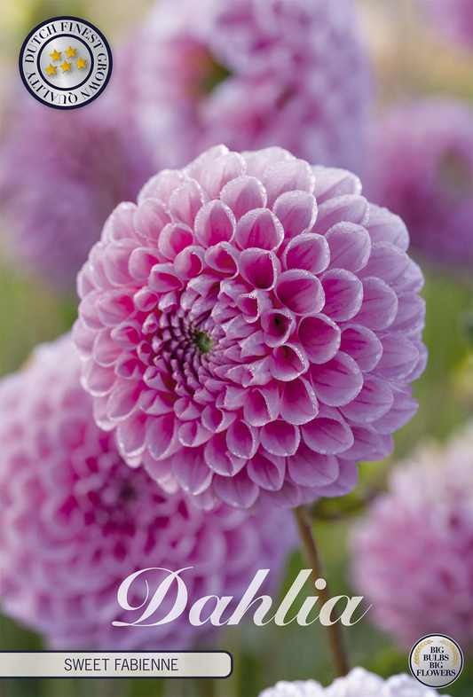 Dahlia Sweet Fabienne
