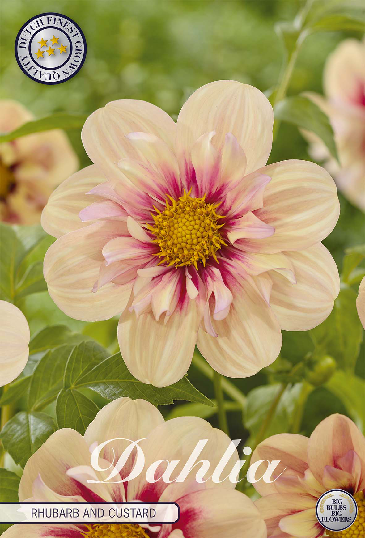 Dahlia Rhubarb And Custard