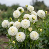 Collectie Witte Tuindromen