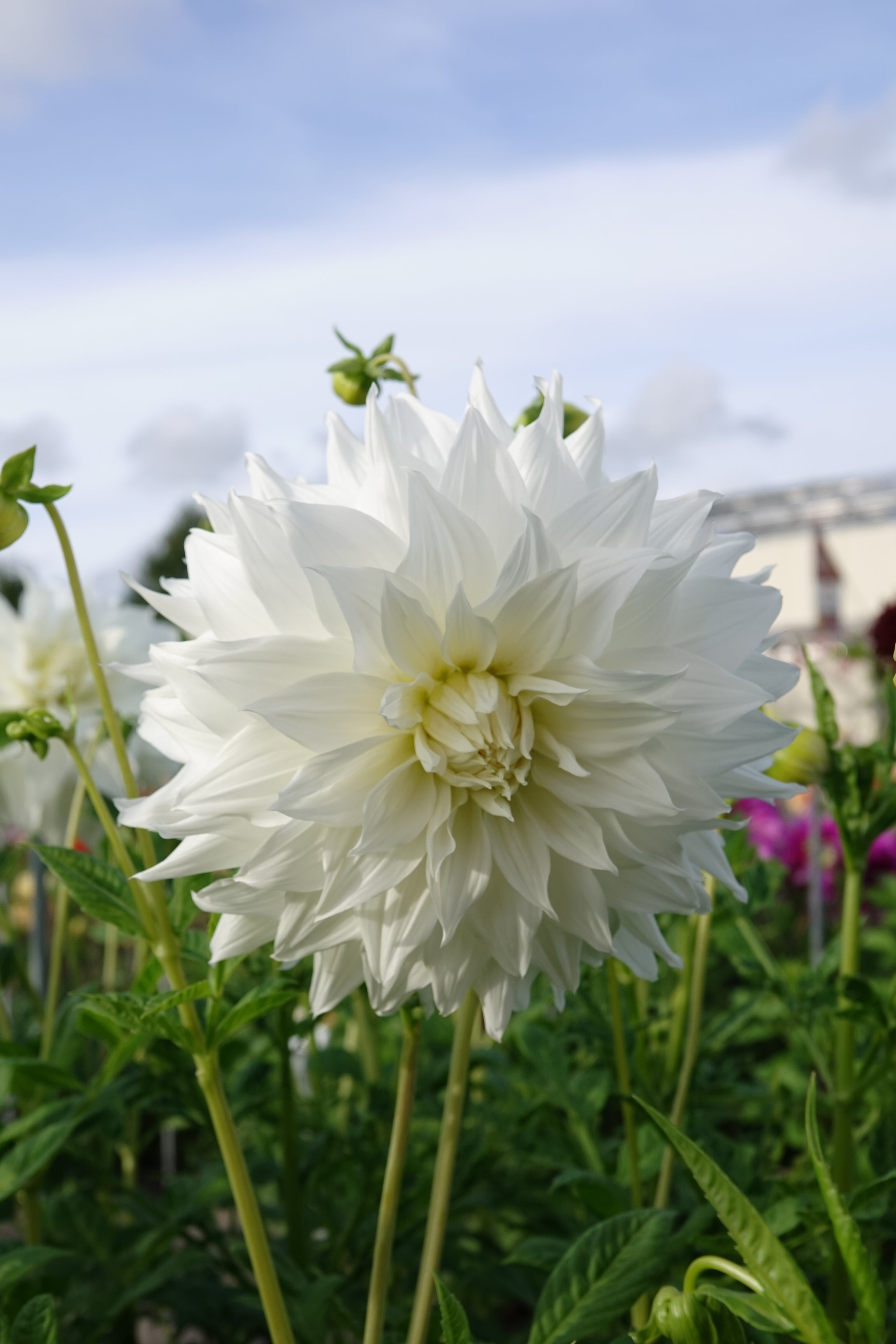 Dahlia Snowbound