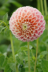 Dahlia Sweet Suzanne