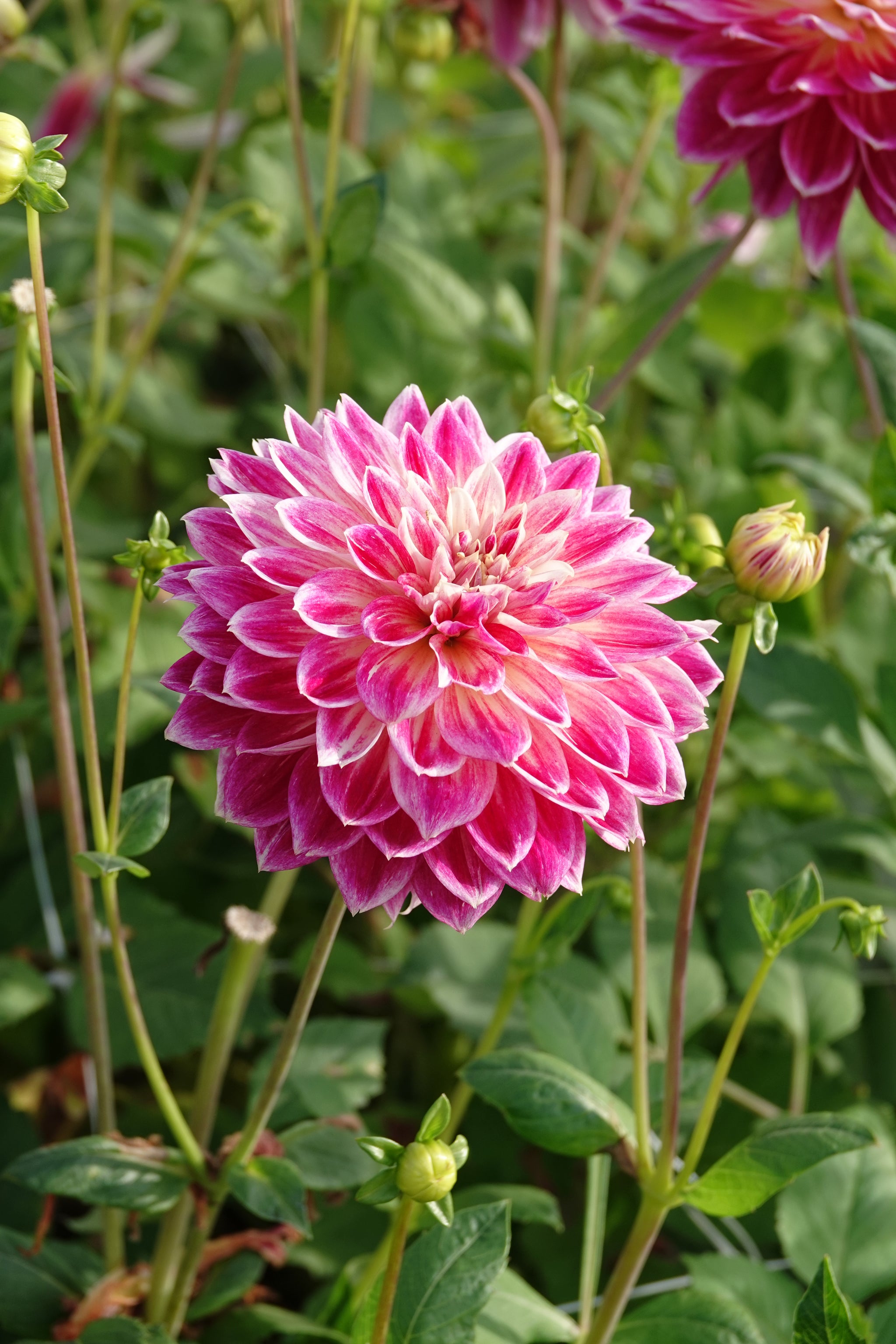 Dahlia Temple Of Beauty