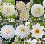 Collectie Witte Tuindromen