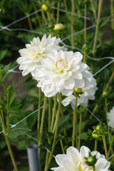 Dahlia White Onesta