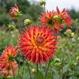 Collectie Bloemblaadjes van Passie